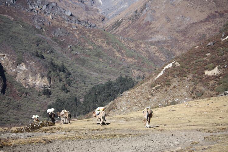 ठेकी छ्‌येमा खुकी य्‍हो़ता