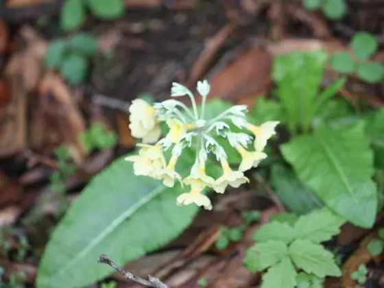 मेन्दोक