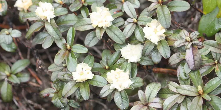 भा:लु मेन्दोक