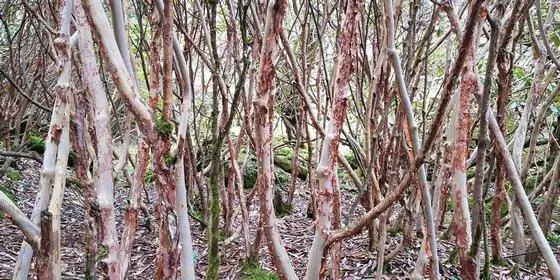 खामाकी नाक्टुक